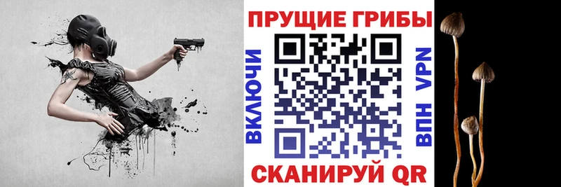 дарнет шоп  Кохма  Псилоцибиновые грибы ЛСД 